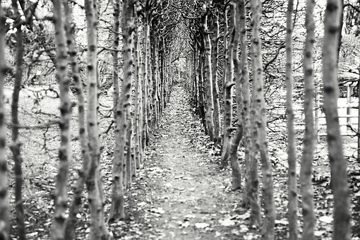 Path through Trees - Susan D. Hill